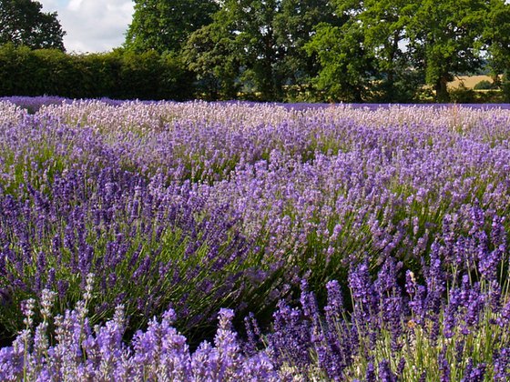 Hampshire Lavender Fields 3