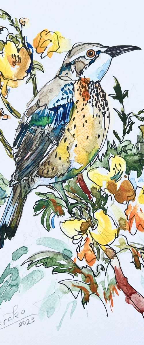 Northern Flicker3 by Ole Karako