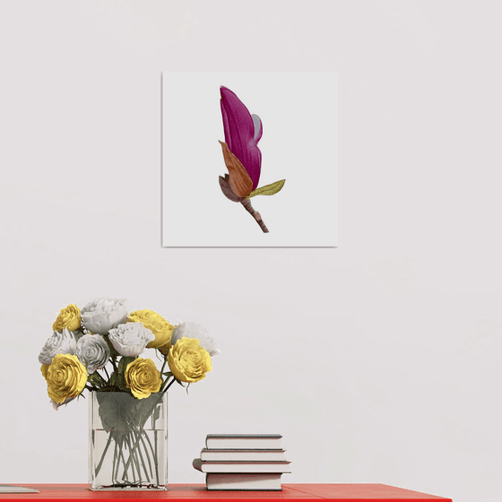 Magnolia bud