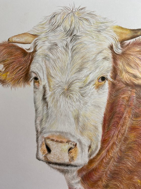 Hereford bull