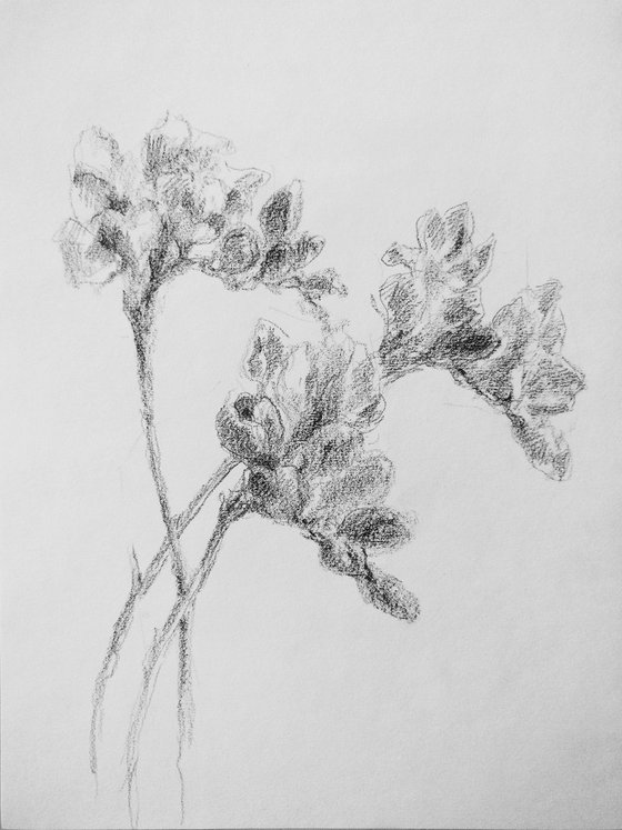 Freesias #2. Original pencil drawing.