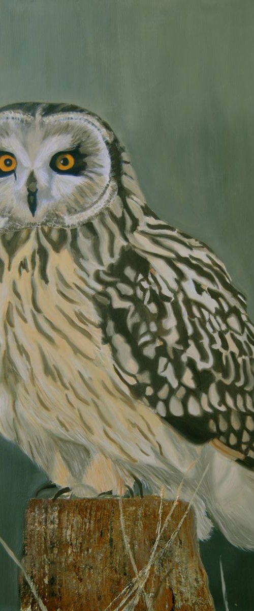 Owl by Simona Tsvetkova