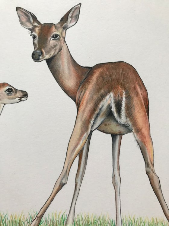 Keep close little one (deer and fawn)