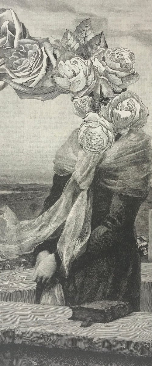 Rose by Tudor Evans