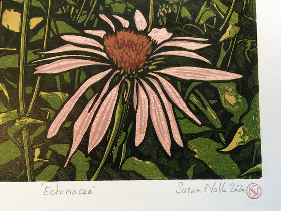 Echinacea (version 1)-  small
