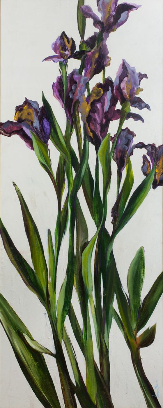 Irises