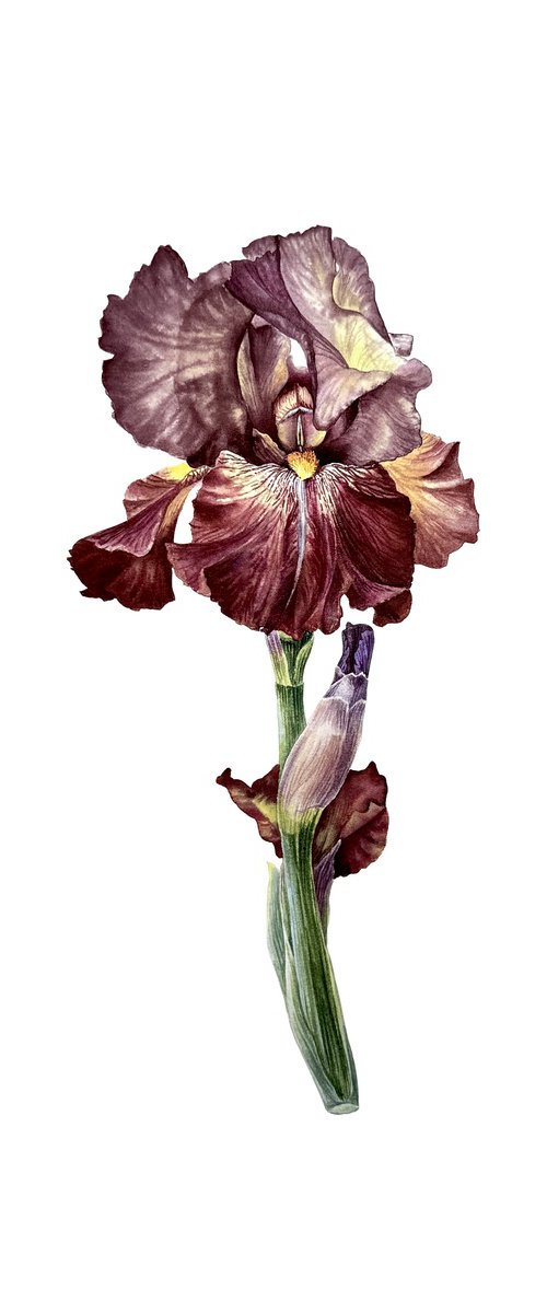 Burgundy iris flowers Painting by Yuliia Prokopchuk