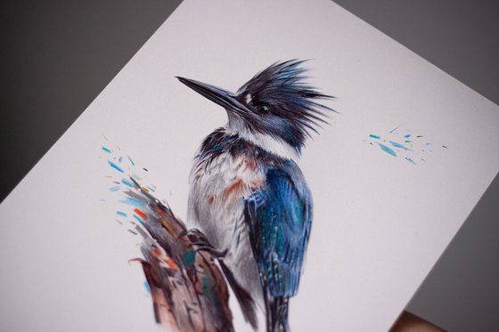 Belted Kingfisher - Bird Portrait