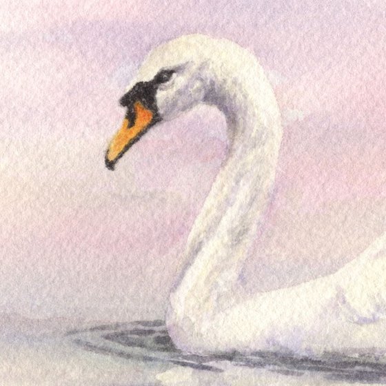 Swan #1 - Rosy Glow