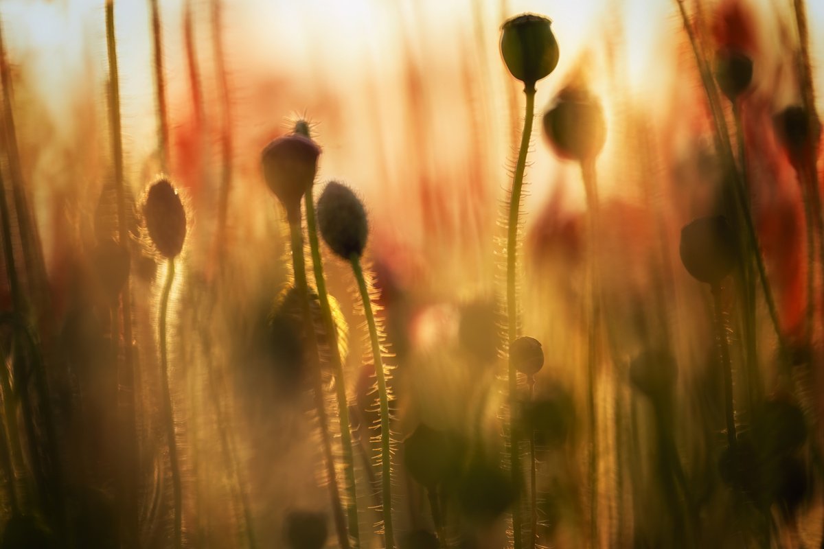 Botanical Photograph By Paul Nash, 24 X 16", Amongst The Poppies, Original Artwork