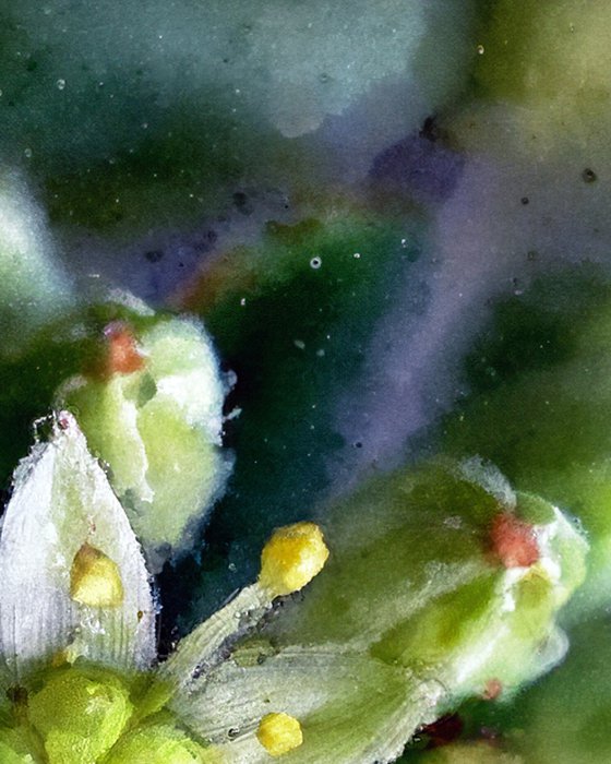 Tiny Sedum Star, matted