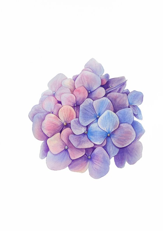 Hydrangea. Original watercolor artwork.