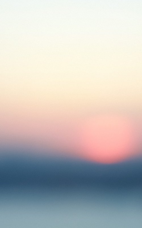 Pale Sun Rose by Journey Gong