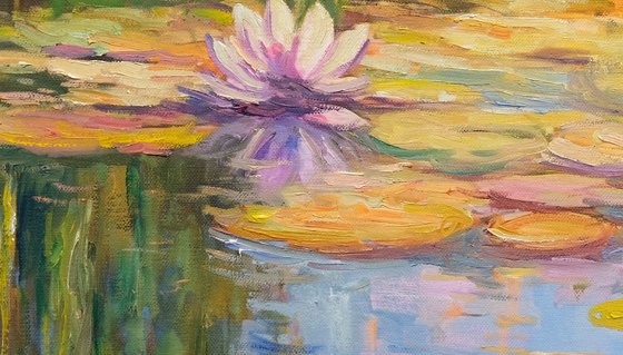 Water Lily Pond in Bloom