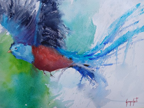 Resplendent Quetzal 2