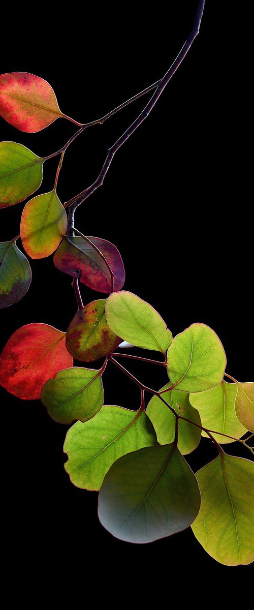 Eucalyptus Red Box by Nadia Culph