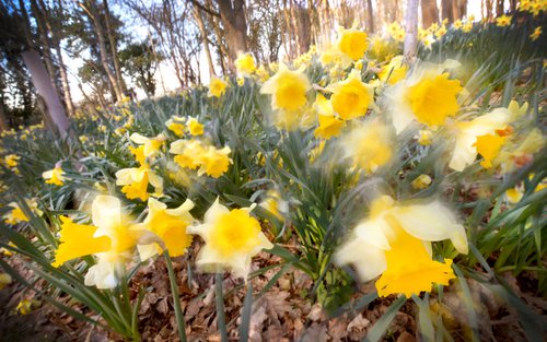 Daffodills by Russ Witherington