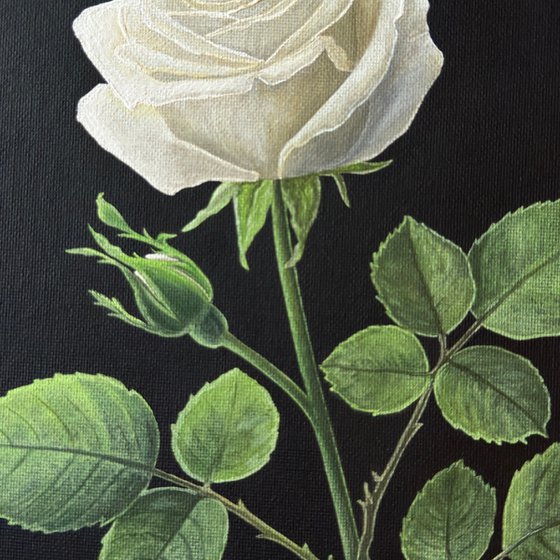 Rosa Alba (White Rose)