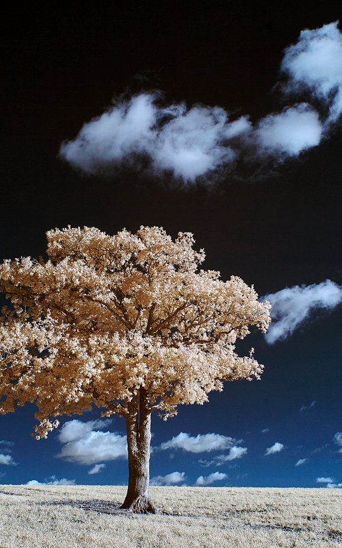 Kithurst Tree #18 by Ed Watts