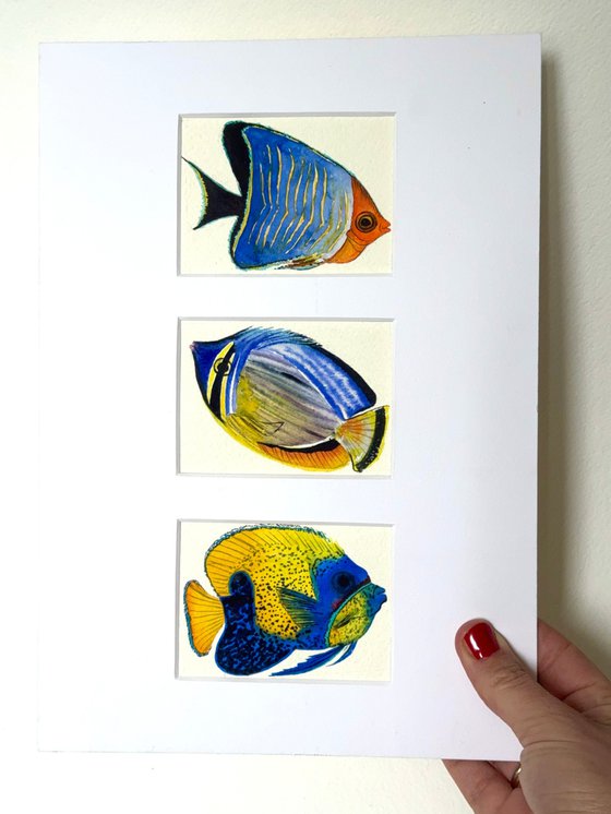 Three Exotic blue-yellow fish