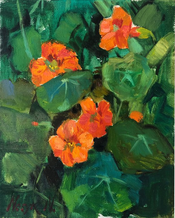 Nasturtium