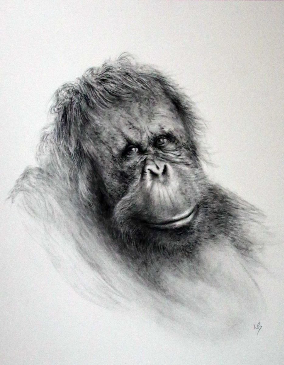 Orangutan by Lauren Bissell
