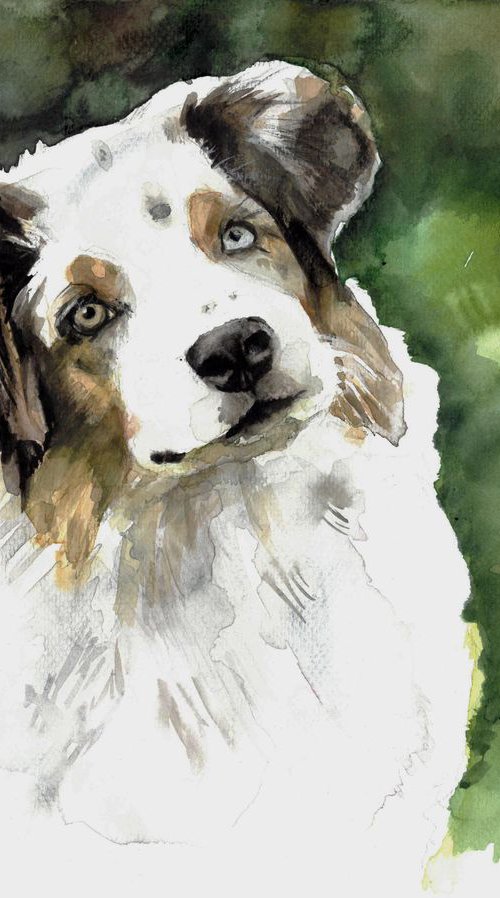 Border Collie by Andja Zivadinovic