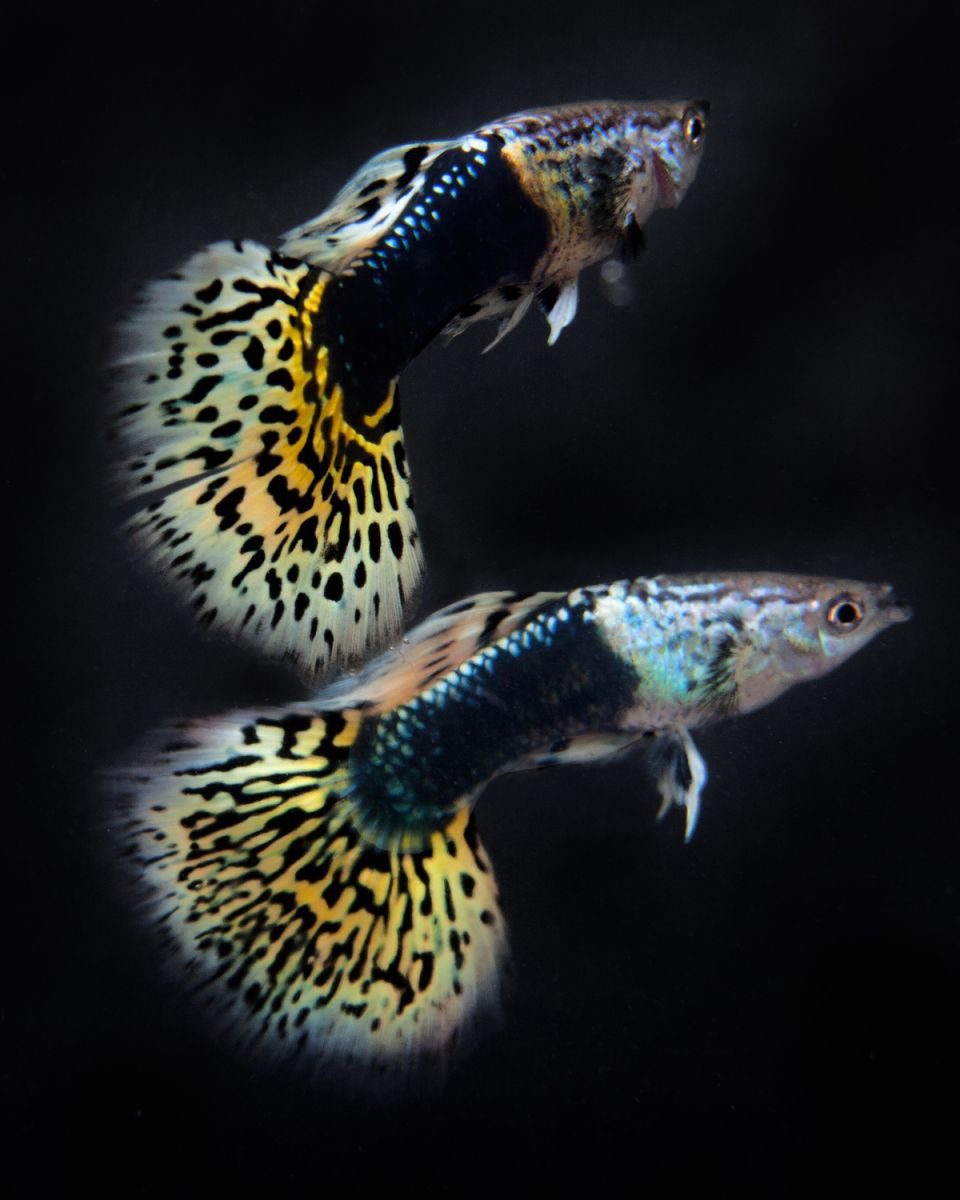 2 Guppies by MICHAEL FILONOW