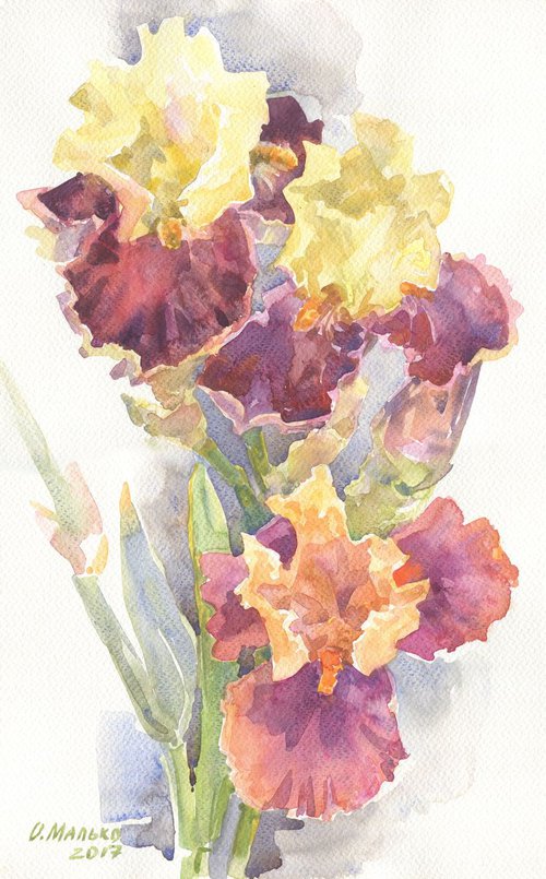 Irises / Burgundy yellow Floral watercolor by Olha Malko