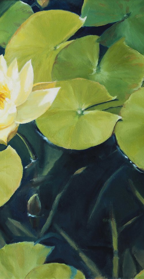 Yellow Water Lily by Tatiana Alekseeva