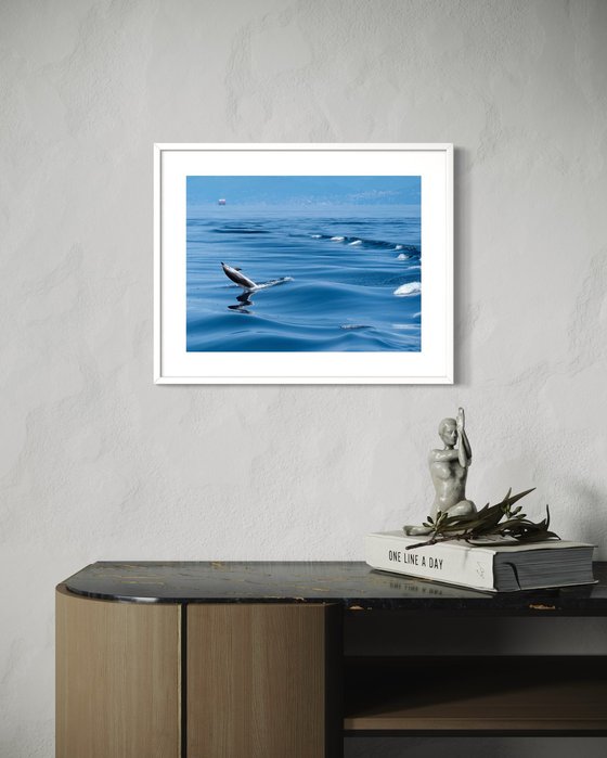 DOLPHIN JUMP