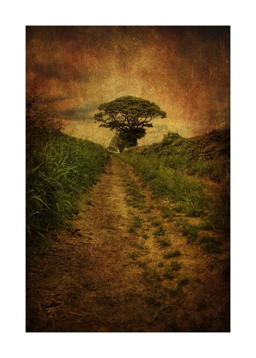 Pathway to the Tree by Martin  Fry