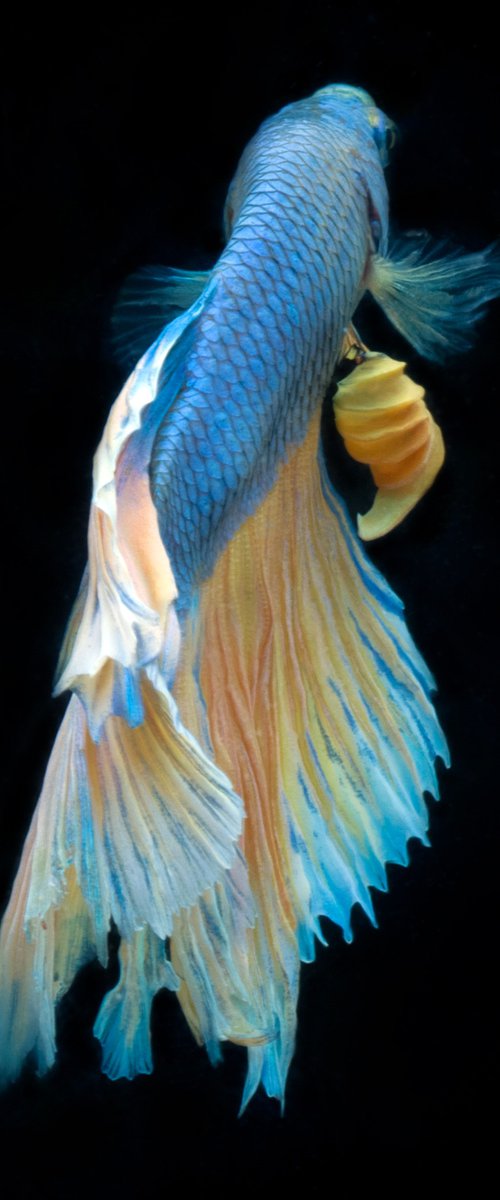 Betta 93 by MICHAEL FILONOW