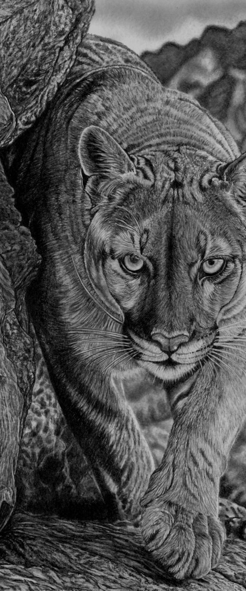Cougar / Mountain Lion by Paul Stowe