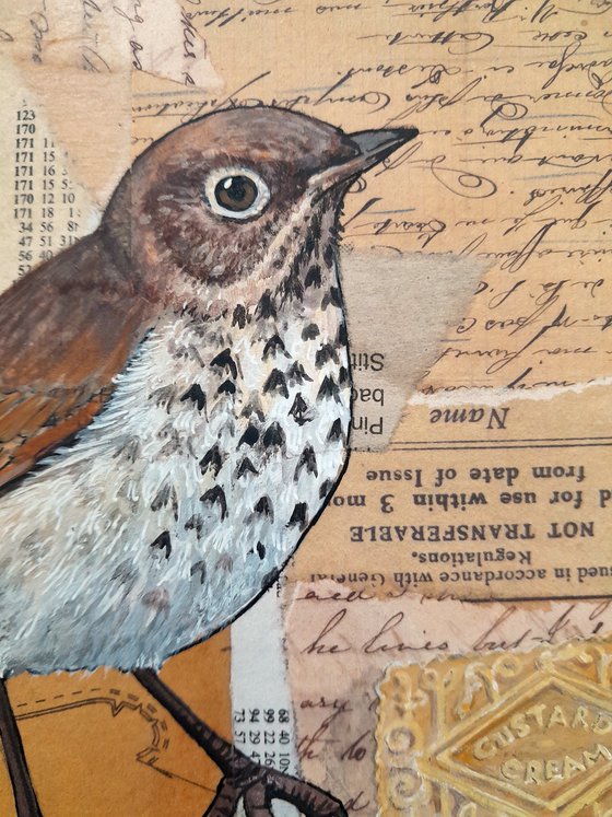 The Song Thrush and the Custard Cream