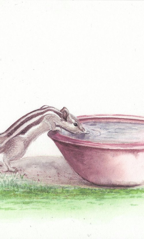 Thirsty Squirrel by Shweta  Mahajan