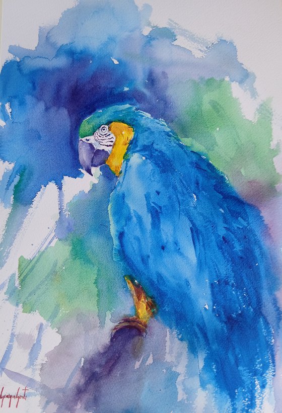 parrot 17