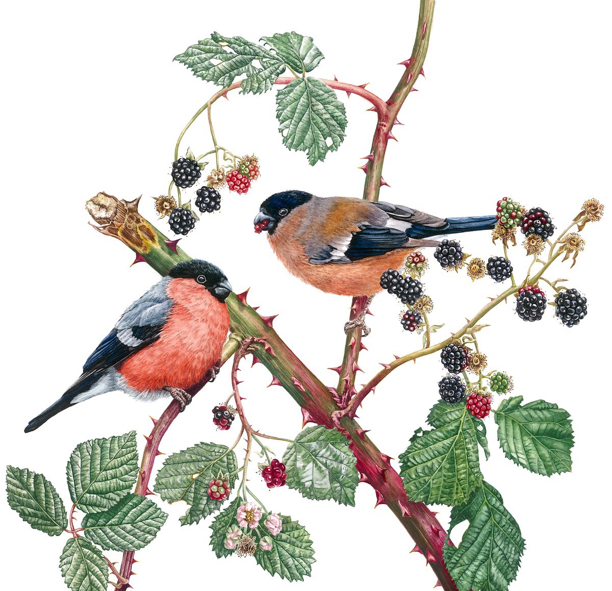 Bullfinches and Blackberries by Zoe Elizabeth Norman