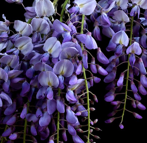 Wisteria