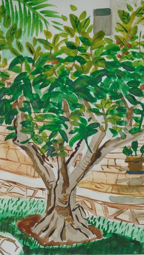 Nispero tree in  Spanish Garden by Kirsty Wain