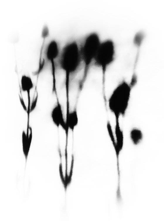 TEASLE SHADOW TRIPTYCH