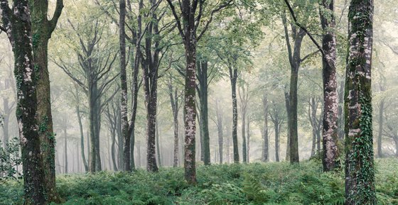 Misty Panorama