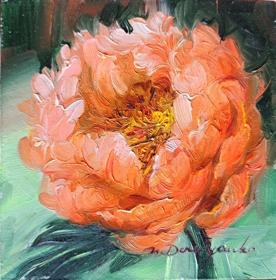 Peony flower