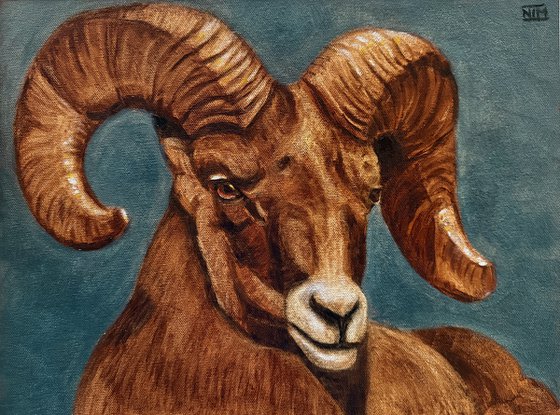Ram Sheep