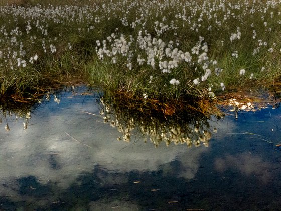 Cotton Grass Pond 3