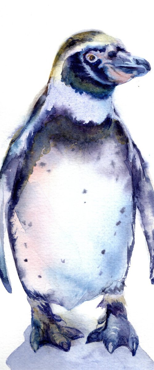 Humboldt penguin by Anjana Cawdell