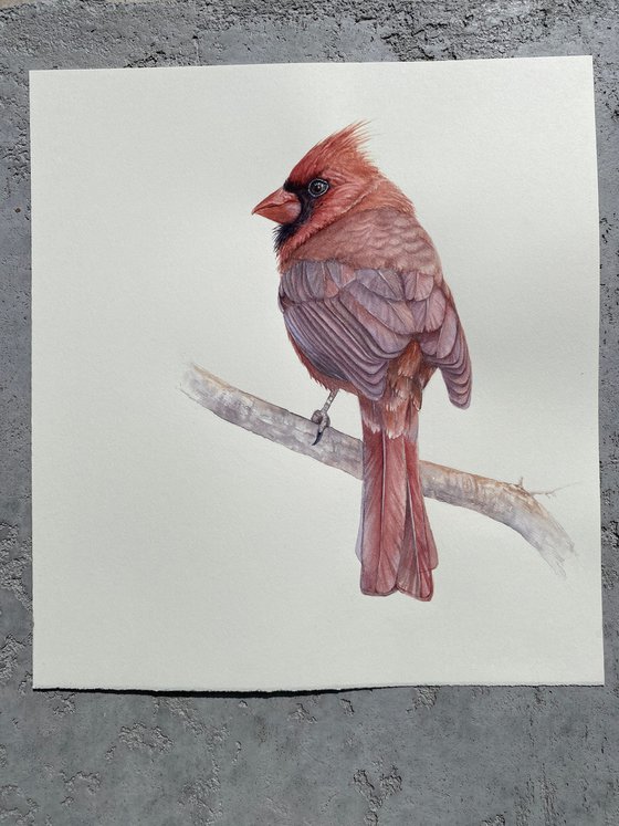 Cardinal Gentleman