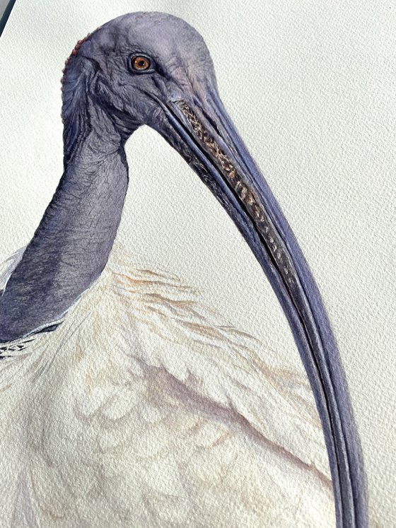 Sacred Ibis, bird portrait