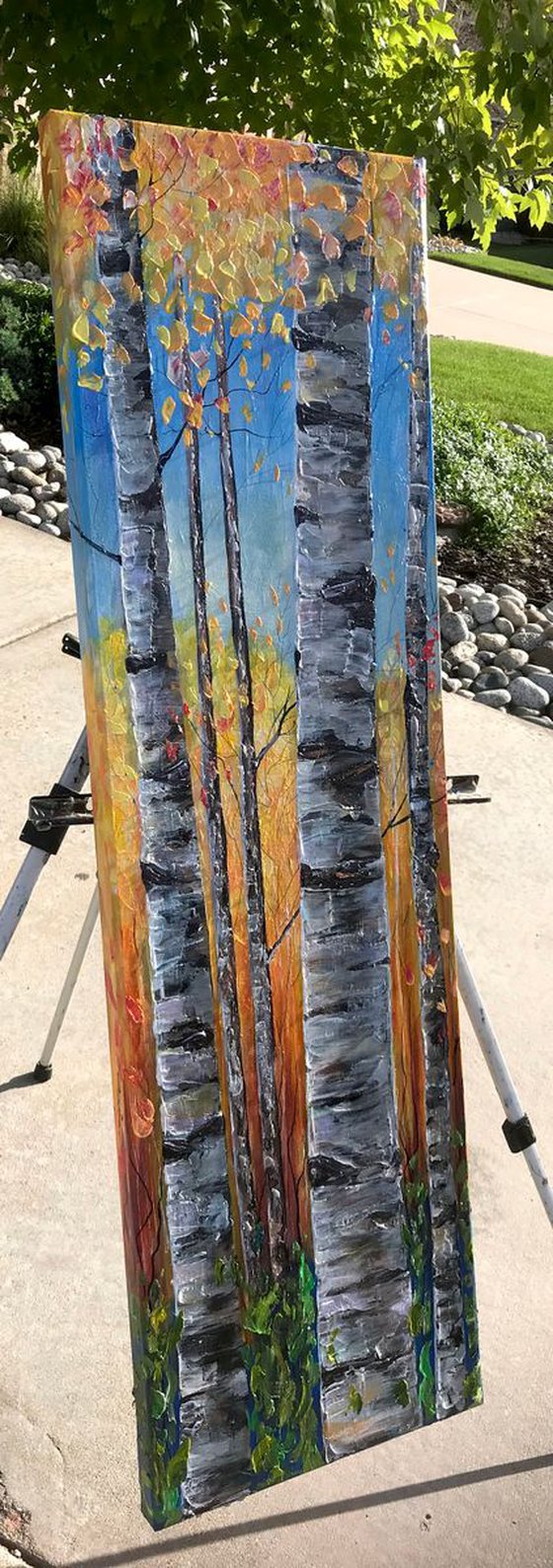 Colorado Aspen 1