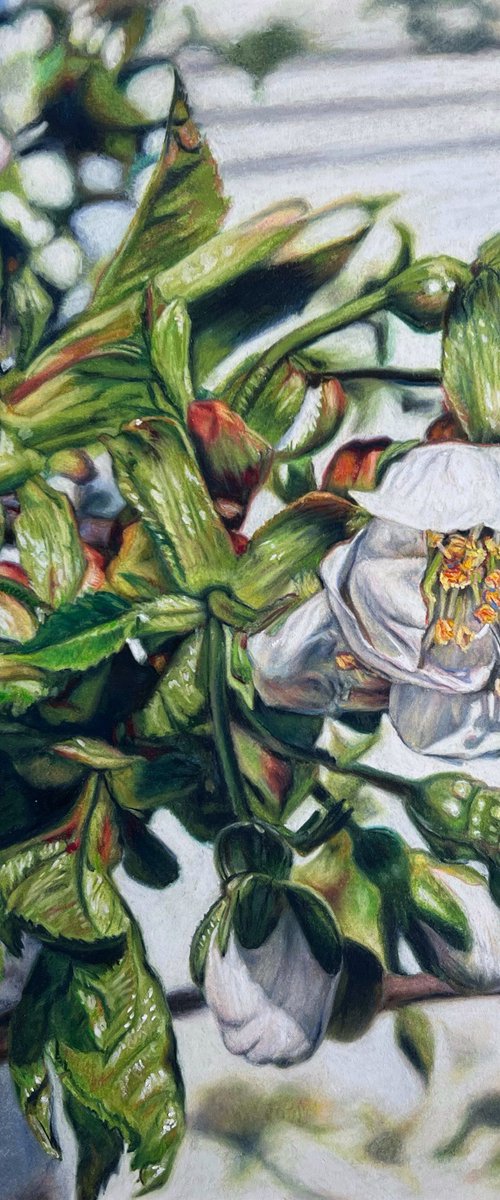 “Cherry flower“ by Olha Dashkevych